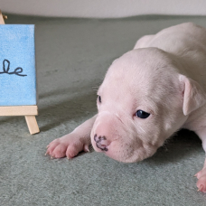 Image pour l'annonce Chiots américan Staffordshire terrier, amstaff lof