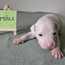 Image pour l'annonce Chiots américan Staffordshire terrier, amstaff lof