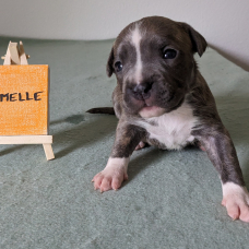 Image pour l'annonce Chiots américan Staffordshire terrier, amstaff lof