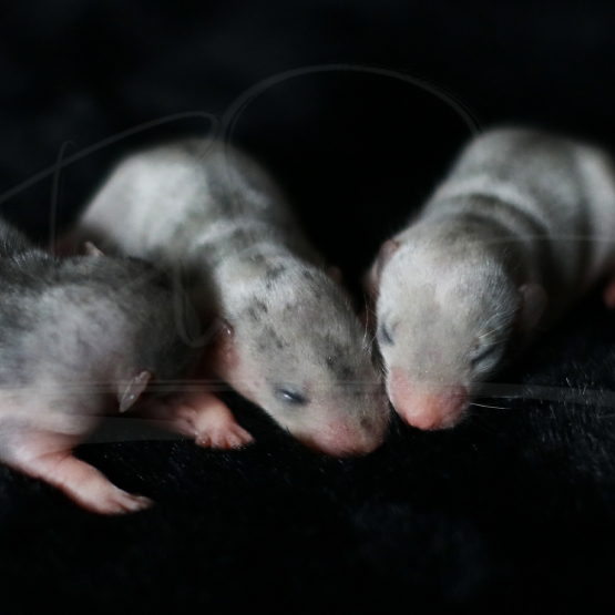 Image pour l'annonce Adorables bébés rats