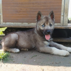 Image pour l'annonce Jolis Chiots Husky Sibérien LOF Gris loup agouti parents testés