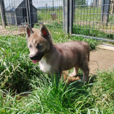 Image pour l'annonce Jolis Chiots Husky Sibérien LOF Gris loup agouti parents testés