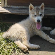 Image pour l'annonce Jolis Chiots Husky Sibérien LOF Gris loup agouti parents testés