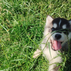 Image pour l'annonce Jolis Chiots Husky Sibérien LOF Gris loup agouti parents testés