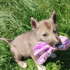 Image pour l'annonce Jolis Chiots Husky Sibérien LOF Gris loup agouti parents testés