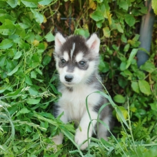 Image pour l'annonce Jolis Chiots Husky Sibérien LOF Gris loup agouti parents testés