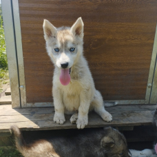 Image pour l'annonce Jolis Chiots Husky Sibérien LOF Gris loup agouti parents testés