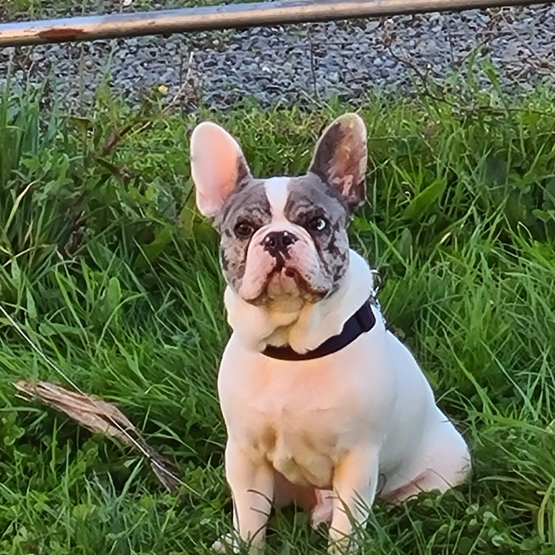 Image pour l'annonce Bouledogue français