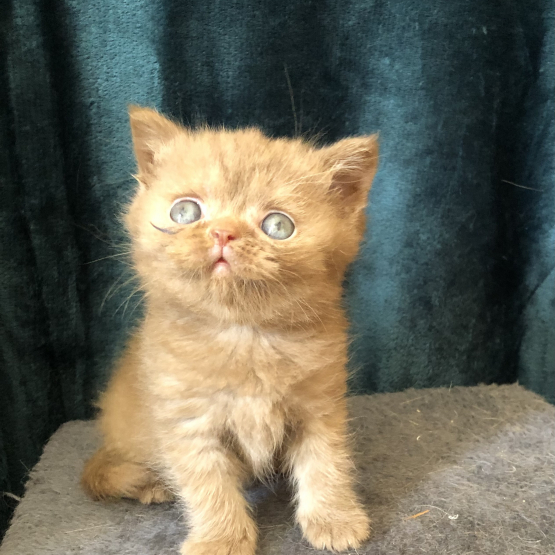 Image pour l'annonce Vends chaton British Shorthair LOOF