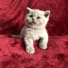 Image pour l'annonce Vends chaton British Shorthair LOOF