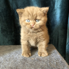 Image pour l'annonce Vends chaton British Shorthair LOOF