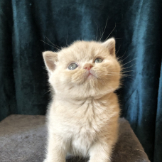 Image pour l'annonce Vends chaton British Shorthair LOOF