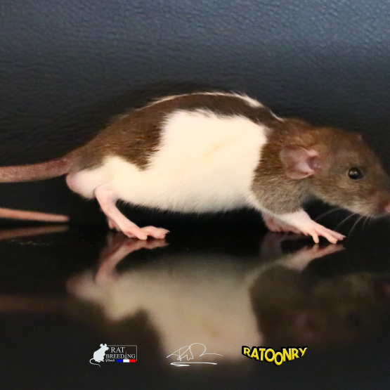 Image pour l'annonce Adorable bébé rat, raton cherchent leurs familles