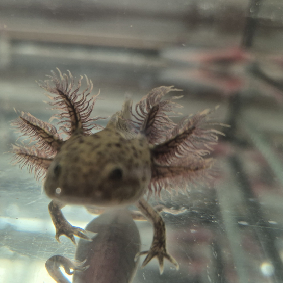 Image pour l'annonce Axolotls