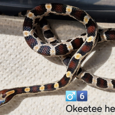 Image pour l'annonce Pantherophis guttatus okeetee