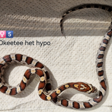 Image pour l'annonce Pantherophis guttatus okeetee