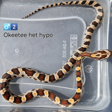 Image pour l'annonce Pantherophis guttatus okeetee