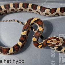 Image pour l'annonce Pantherophis guttatus okeetee