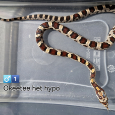 Image pour l'annonce Pantherophis guttatus okeetee