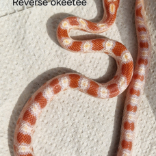 Image pour l'annonce Pantherophis guttatus okeetee