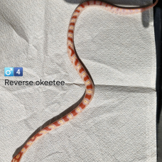 Image pour l'annonce Pantherophis guttatus okeetee