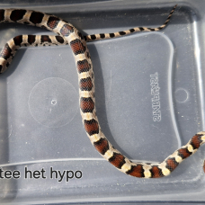 Image pour l'annonce Pantherophis guttatus okeetee