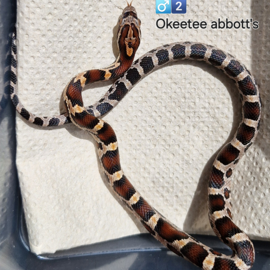 Image pour l'annonce Pantherophis guttatus okeetee abbott's