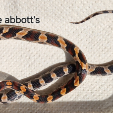 Image pour l'annonce Pantherophis guttatus okeetee abbott's