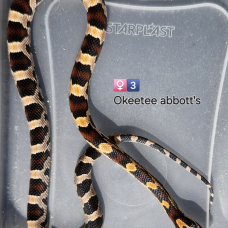 Image pour l'annonce Pantherophis guttatus okeetee abbott's