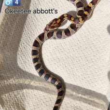 Image pour l'annonce Pantherophis guttatus okeetee abbott's