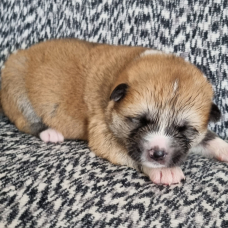 Image pour l'annonce Vend chiots Akita Inu Domaine du Mont Chokaï