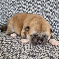 Image pour l'annonce Vend chiots Akita Inu Domaine du Mont Chokaï