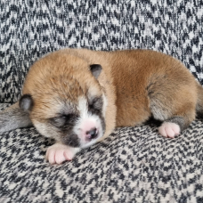 Image pour l'annonce Vend chiots Akita Inu Domaine du Mont Chokaï