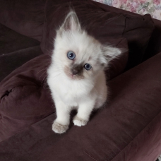 Image pour l'annonce Chatons Sacré de Birmanie