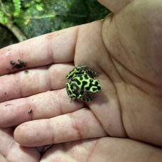 Image pour l'annonce Vends dendrobates et terrarium