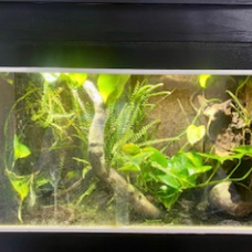 Image pour l'annonce Vends dendrobates et terrarium