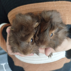 Image pour l'annonce Vends bébés cochons d'Inde