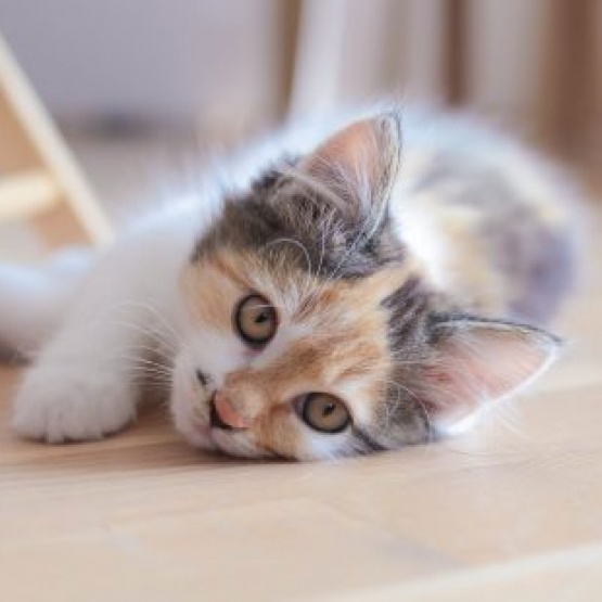 Image pour l'annonce cherche chaton vendée