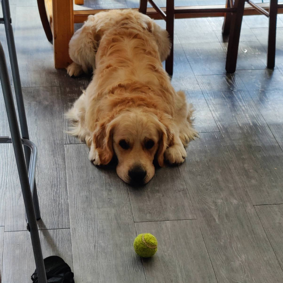 Image pour l'annonce Chiots golden retriever à naître