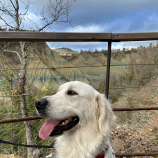 Image pour l'annonce Chiots golden retriever à naître