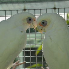 Image pour l'annonce Couple cacatoès oeil nu