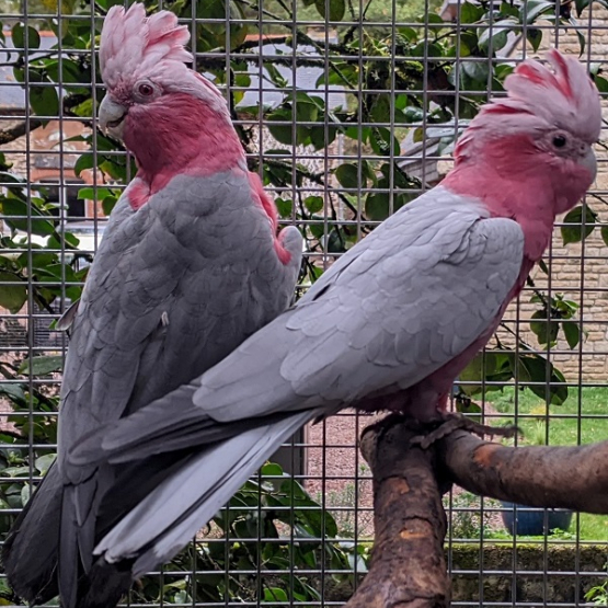 Image pour l'annonce Couple cacatoès rosalbin reproducteur