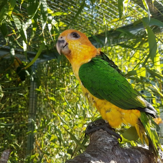 Image pour l'annonce Caique ventre blanc eam 2023