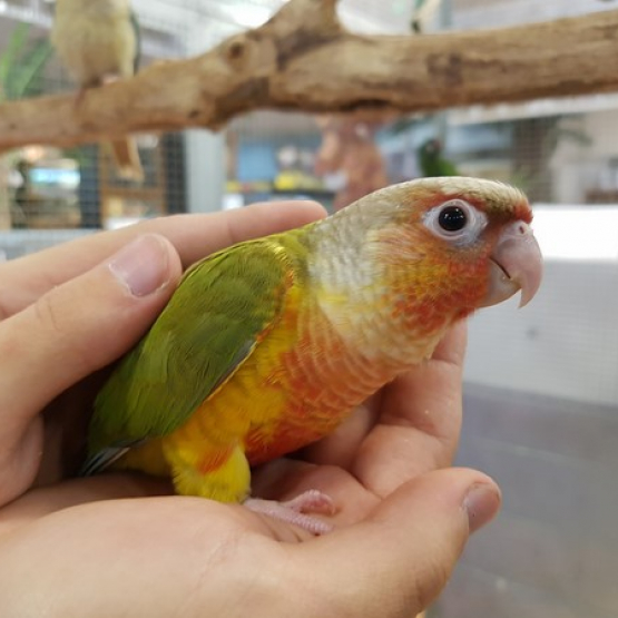 Image pour l'annonce Conure molinae eam 2024 sympa