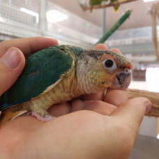 Image pour l'annonce Conure molinae eam 2024 sympa