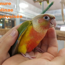 Image pour l'annonce Conure molinae eam 2024 sympa