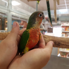 Image pour l'annonce Conure molinae eam 2024 sympa