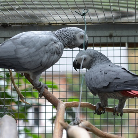 Image pour l'annonce Couple gris du Gabon reproducteur