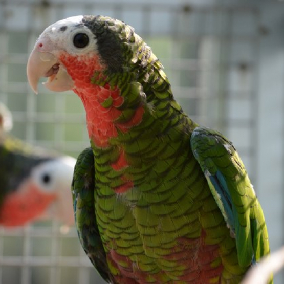 Image pour l'annonce Couple amazones de Cuba