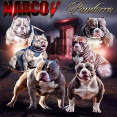 Image pour l'annonce American Bully tricolore lilac pocket ABKC saillie